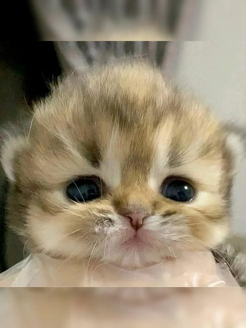 🪄 Со мной ты точно сможешь осуществить свои самые сокровенные желания, после чего я щедро подарю тебе миллиарды незабываемых совместных м...