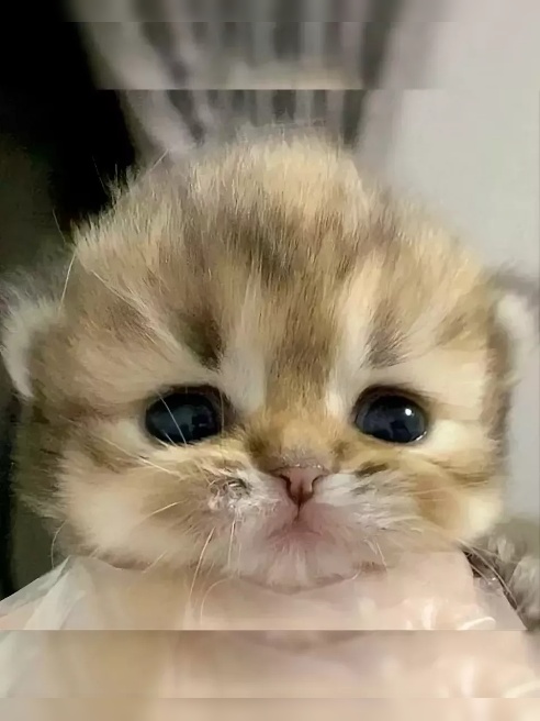 🪄 Со мной ты точно сможешь осуществить свои самые сокровенные желания, после чего я щедро подарю тебе миллиарды незабываемых совместных м...