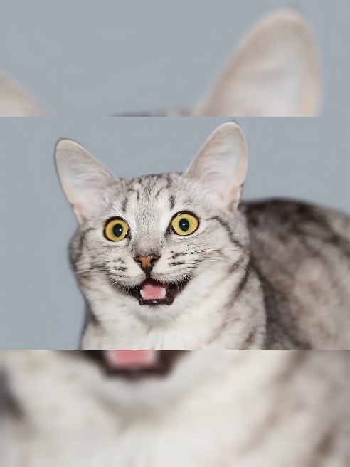 test cat 2 test cat 2 test cat 2 test cat 2 test cat 2 test cat 2